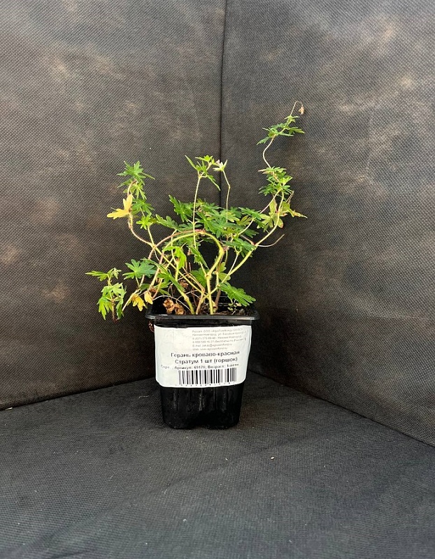 Герань кроваво-красная Стратум 1 шт Р9